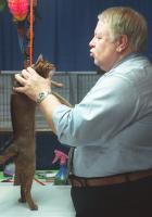 Jan Wydro from Atlanta Ga. a judge at the Foothills Feline Cat Show held at the Spartanburg Memorial Auditorium judges this short haired Abyssinian cat Saturday morning.