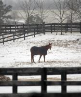 This horse weard a blanket and stands out in the snow covered pasture it is grazing in close to the North Carolina South Carolina border in Polk County. Ice and snow storms  hit the area, creating fun for sleders and problems around the state for travelers.